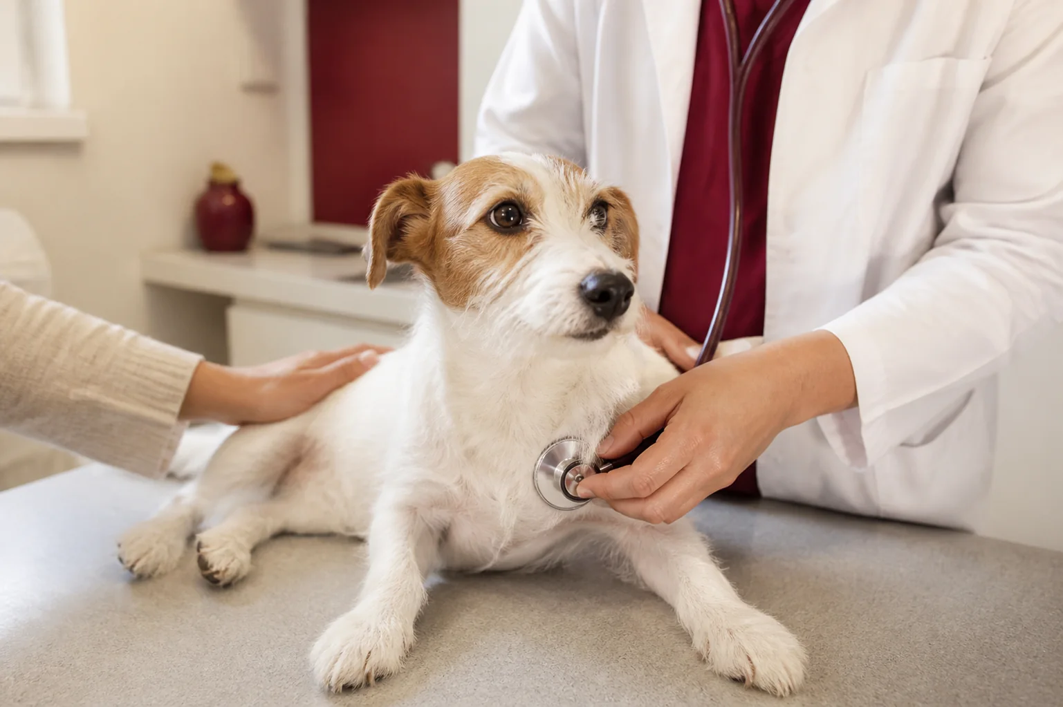 Cão recebendo exame veterinário de rotina acompanhado pelo tutor